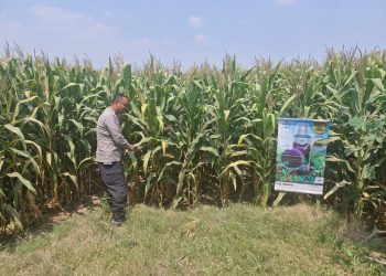 Bhabinkamtibmas Polsek Mojoagung Tinjau Lahan Jagung di Desa Betek