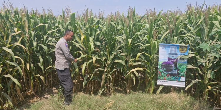 Bhabinkamtibmas Polsek Mojoagung Tinjau Lahan Jagung di Desa Betek