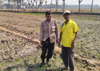 Bhabinkamtibmas Polres Jombang Dukung Ketahanan Pangan melalui Penanaman Jagung Bersama Petani