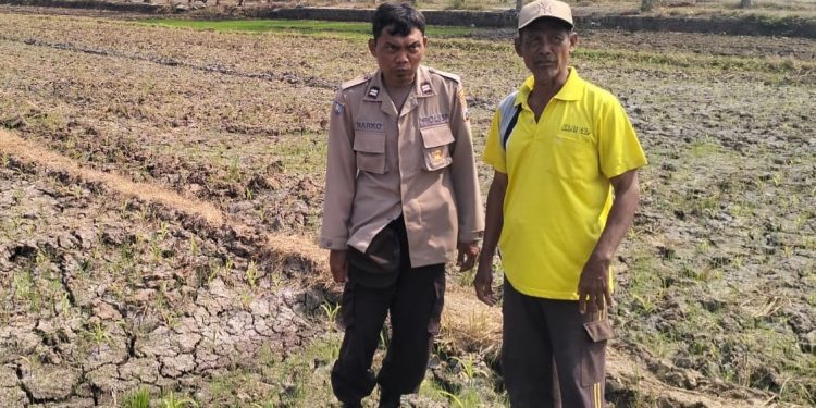 Bhabinkamtibmas Polres Jombang Dukung Ketahanan Pangan melalui Penanaman Jagung Bersama Petani