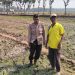 Bhabinkamtibmas Polres Jombang Dukung Ketahanan Pangan melalui Penanaman Jagung Bersama Petani