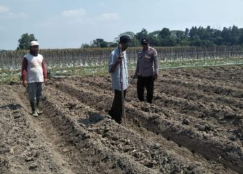 Polres Jombang Optimalkan Ketahanan Pangan melalui Pendampingan Tanaman Jagung