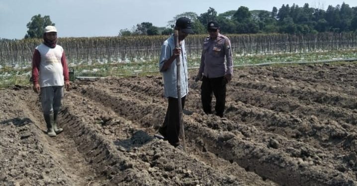 Polres Jombang Optimalkan Ketahanan Pangan melalui Pendampingan Tanaman Jagung