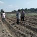 Polres Jombang Optimalkan Ketahanan Pangan melalui Pendampingan Tanaman Jagung