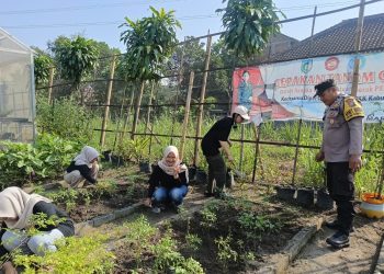 Pekarangan Warga Jadi Penopang Ketahanan Pangan di Plosoklaten