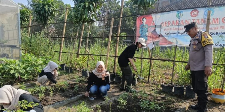 Pekarangan Warga Jadi Penopang Ketahanan Pangan di Plosoklaten