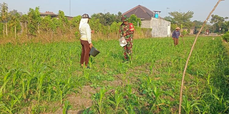 Optimalkan Hasil Panen, Serma Aries K Dampingi Poktan Wisanggeni Rawat Tanaman Jagung