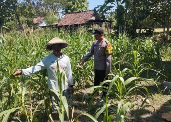 Peninjauan Lahan Tanaman Jagung dalam Rangka Ketahanan Pangan