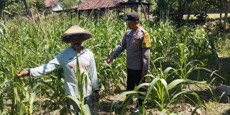 Peninjauan Lahan Tanaman Jagung dalam Rangka Ketahanan Pangan