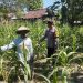 Peninjauan Lahan Tanaman Jagung dalam Rangka Ketahanan Pangan