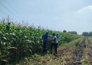 Polsek Pagu Perkuat Pendampingan Petani dalam Program Ketahanan Pangan