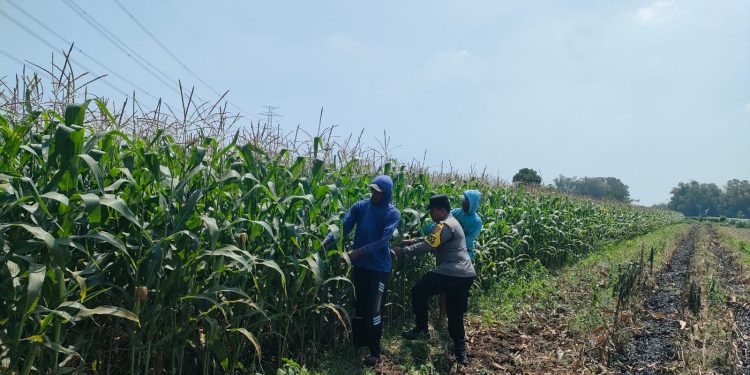 Polsek Pagu Perkuat Pendampingan Petani dalam Program Ketahanan Pangan