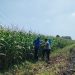 Polsek Pagu Perkuat Pendampingan Petani dalam Program Ketahanan Pangan