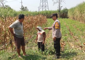 Polsek Papar Pantau Perkembangan Kelompok Tani dalam Program Ketahanan Pangan