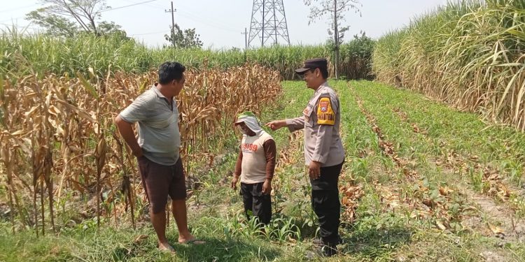 Polsek Papar Pantau Perkembangan Kelompok Tani dalam Program Ketahanan Pangan