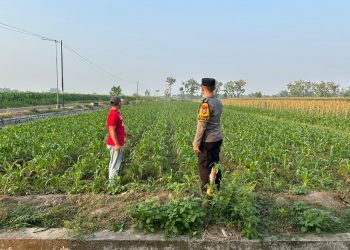 Dukung Ketahanan Pangan, Polsek Plemahan Dekatkan Peran Pembinaan dengan Aktivitas Petani