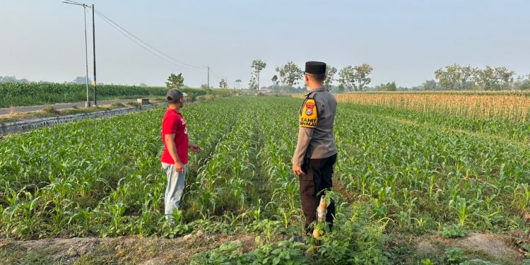 Dukung Ketahanan Pangan, Polsek Plemahan Dekatkan Peran Pembinaan dengan Aktivitas Petani