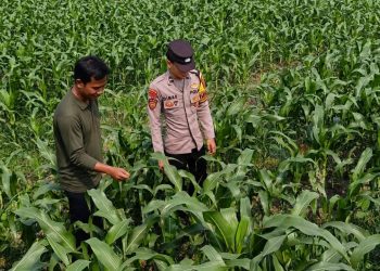 Bhabinkamtibmas Polsek Perak Dampingi Warga Dukung Ketahanan Pangan