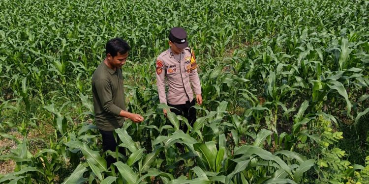 Bhabinkamtibmas Polsek Perak Dampingi Warga Dukung Ketahanan Pangan