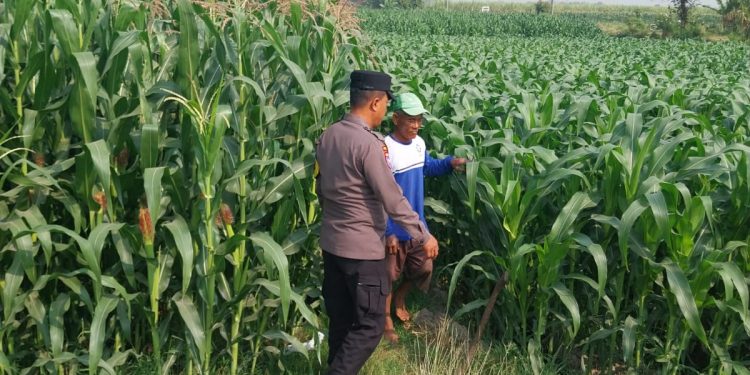 Polsek Kunjang Sambangi Kelompok Tani Kapas, Dukung Ketahanan Pangan