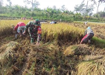 Wujudkan Swasembada Pangan, Babinsa Koramil 0808/11 Binangun Dampingi Petani Panen Padi Di Desa Sambigede