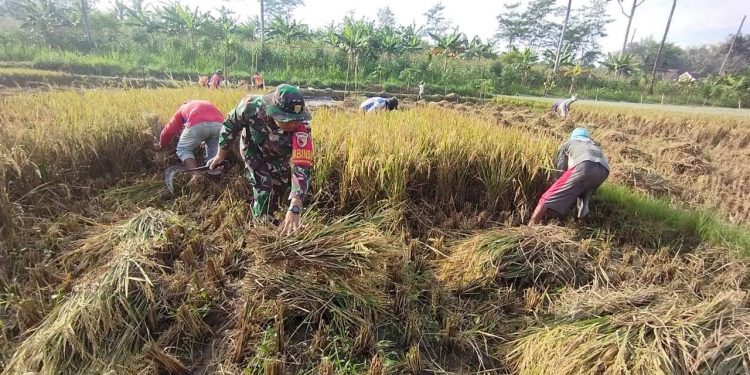 Wujudkan Swasembada Pangan, Babinsa Koramil 0808/11 Binangun Dampingi Petani Panen Padi Di Desa Sambigede