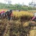 Wujudkan Swasembada Pangan, Babinsa Koramil 0808/11 Binangun Dampingi Petani Panen Padi Di Desa Sambigede