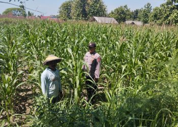 Polsek Plandaan Monitoring Tanaman Jagung, Dukung Ketahanan Pangan