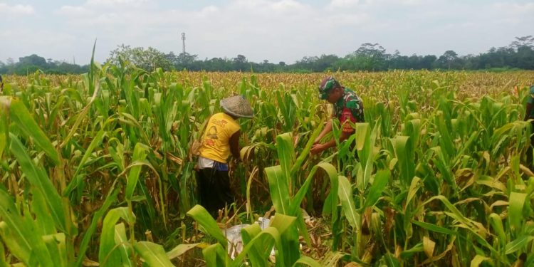 Wujud Nyata Dukungan Hanpangan, Babinsa Kanigoro Turun Ke Sawah Bantu Petani Panen Jagung