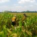 Wujud Nyata Dukungan Hanpangan, Babinsa Kanigoro Turun Ke Sawah Bantu Petani Panen Jagung