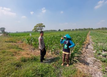 Pengecekan Lahan Tanaman Jagung dalam Rangka Mendukung Ketahanan Pangan