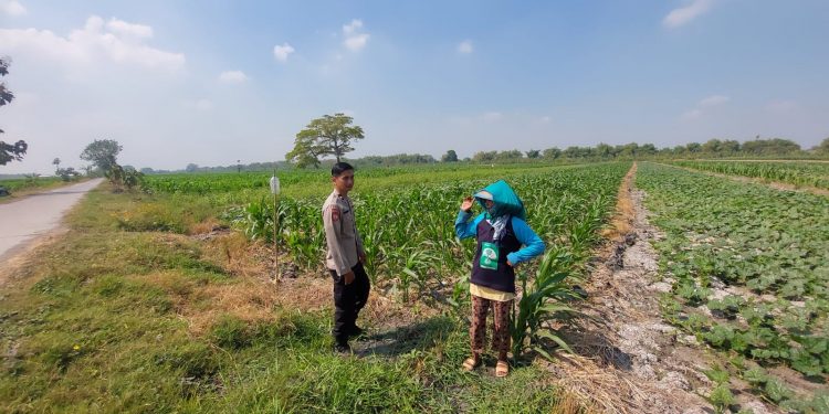 Pengecekan Lahan Tanaman Jagung dalam Rangka Mendukung Ketahanan Pangan
