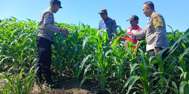 Dari Perawatan hingga Pengendalian Hama, Polsek Ngancar Dampingi Petani Babadan
