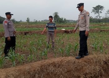 Polsek Bareng Laksanakan Pemantauan Tanaman Jagung Kuartal III Tahun 2026 Dukung Program Ketahanan Pangan