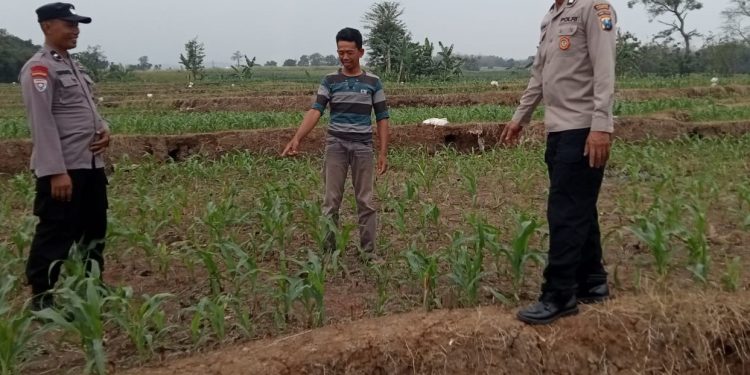 Polsek Bareng Laksanakan Pemantauan Tanaman Jagung Kuartal III Tahun 2026 Dukung Program Ketahanan Pangan