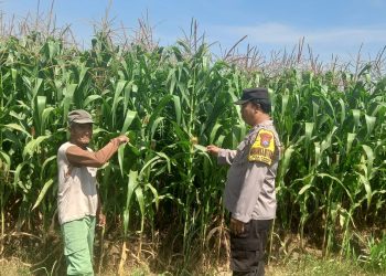 Polres Kediri Turun ke Lahan Jagung, Petani Diajak Cermati Kondisi Tanaman