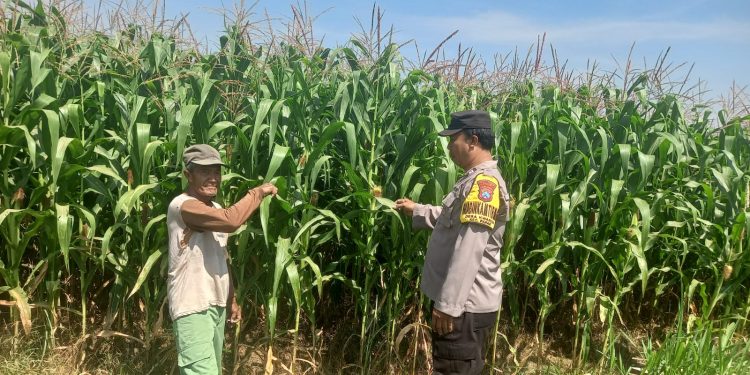 Polres Kediri Turun ke Lahan Jagung, Petani Diajak Cermati Kondisi Tanaman