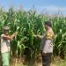 Polres Kediri Turun ke Lahan Jagung, Petani Diajak Cermati Kondisi Tanaman