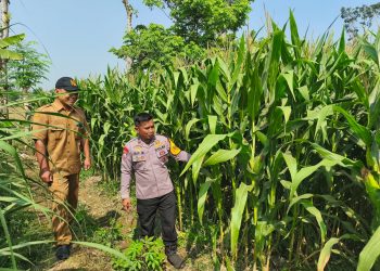Jaga Tanaman dari Hama dan Gulma, Polsek Ringinrejo Dukung Ketahanan Pangan