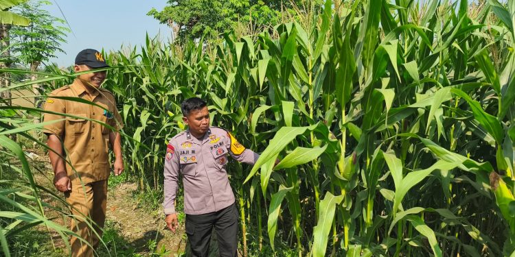 Jaga Tanaman dari Hama dan Gulma, Polsek Ringinrejo Dukung Ketahanan Pangan
