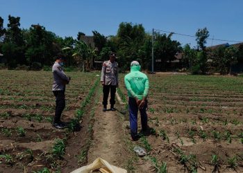 Bhabinkamtibmas Polsek Bandar Kedungmulyo Dukung Warga Optimalkan Pekarangan untuk Ketahanan Pangan