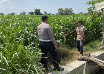 Anggota Polsek Mojoagung Dukung Ketahanan Pangan melalui Peninjauan Lahan Jagung