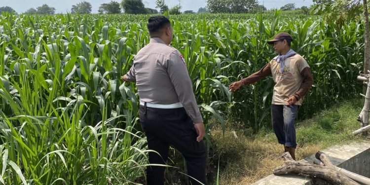 Anggota Polsek Mojoagung Dukung Ketahanan Pangan melalui Peninjauan Lahan Jagung
