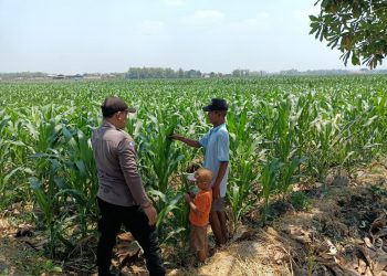 Panit Binmas Polsek Ploso Laksanakan Pemantauan Tanaman Jagung dalam Mendukung Program Ketahanan Pangan