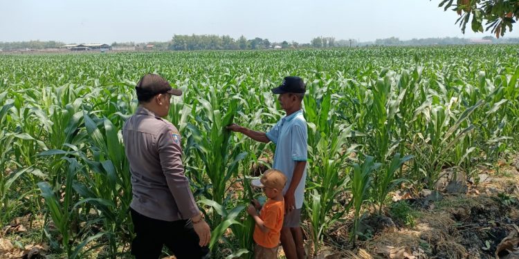 Panit Binmas Polsek Ploso Laksanakan Pemantauan Tanaman Jagung dalam Mendukung Program Ketahanan Pangan