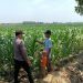 Panit Binmas Polsek Ploso Laksanakan Pemantauan Tanaman Jagung dalam Mendukung Program Ketahanan Pangan
