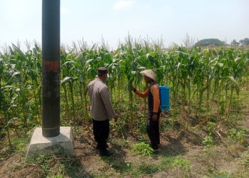 Bhabinkamtibmas Polsek Plandaan Monitoring Tanaman Jagung, Dukung Ketahanan Nasional