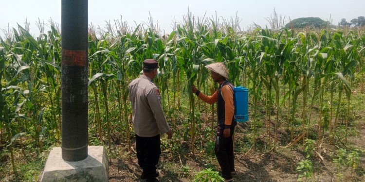 Bhabinkamtibmas Polsek Plandaan Monitoring Tanaman Jagung, Dukung Ketahanan Nasional